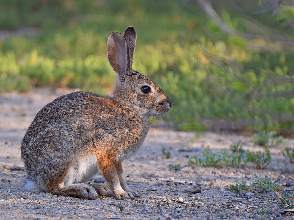 Rabbit.jpg