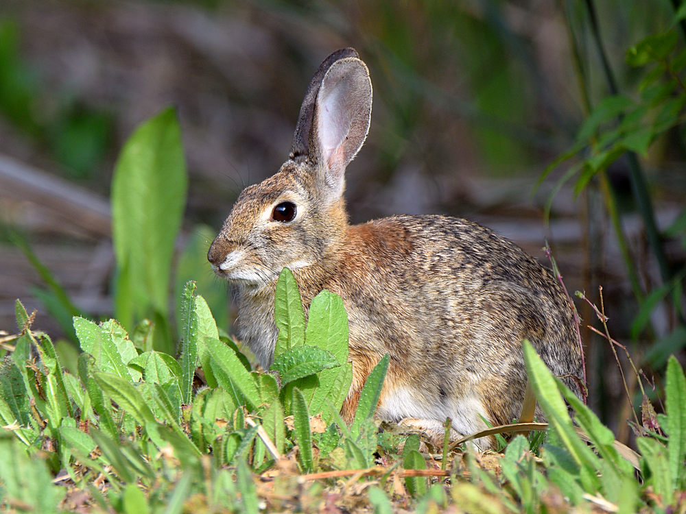 Rabbit.jpg