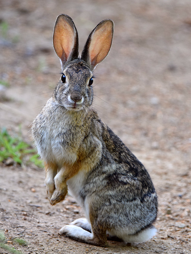 Rabbit.jpg