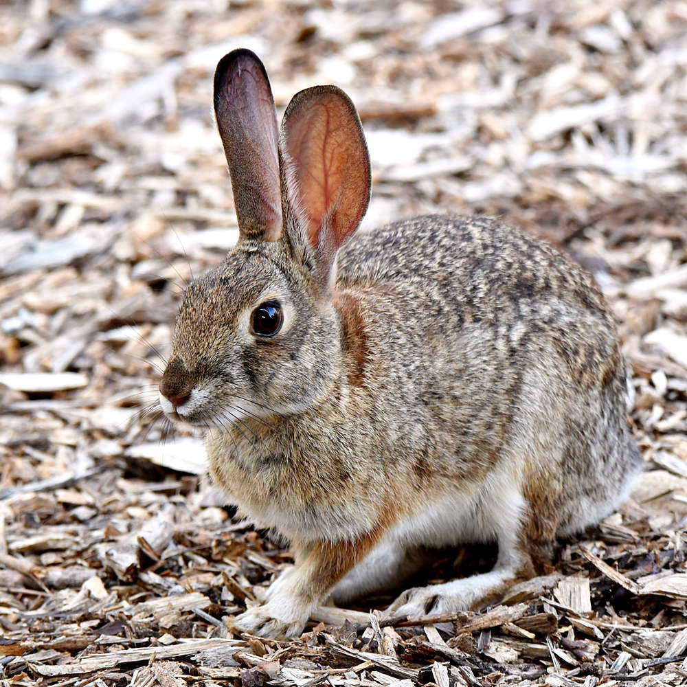 Rabbit.jpg