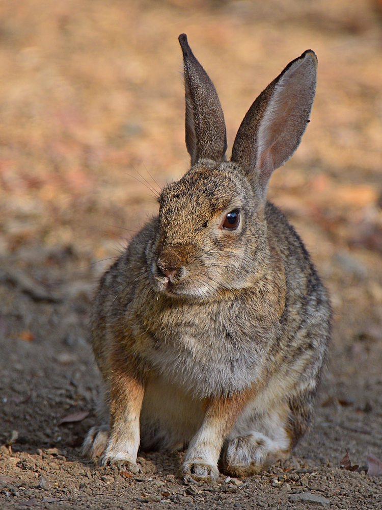 Rabbit.jpg