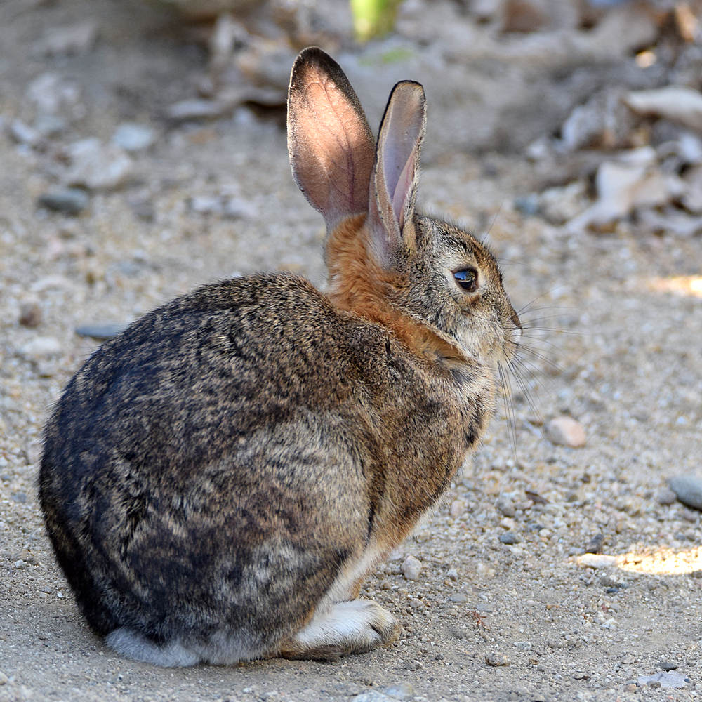 Rabbit.jpg
