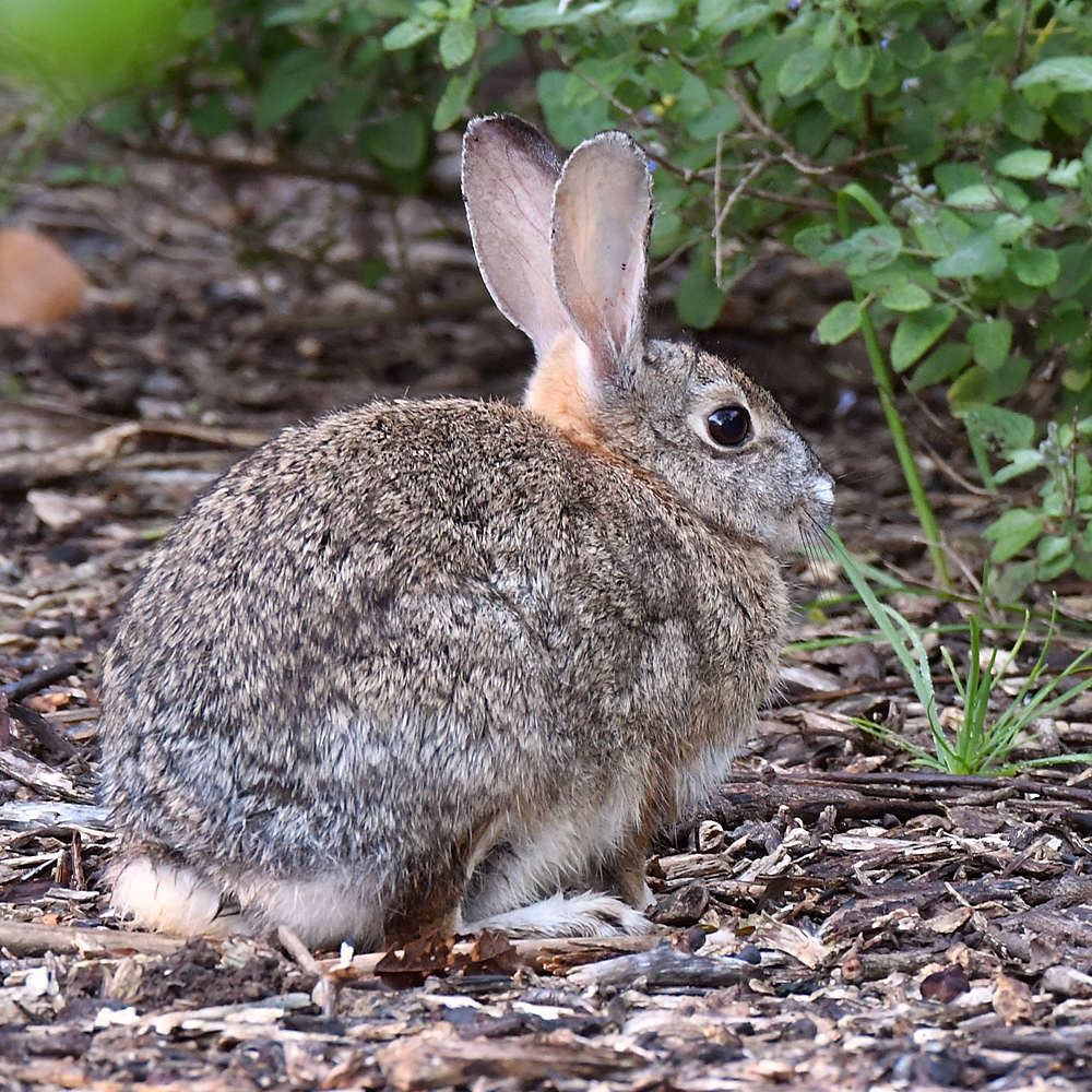 Rabbit.jpg