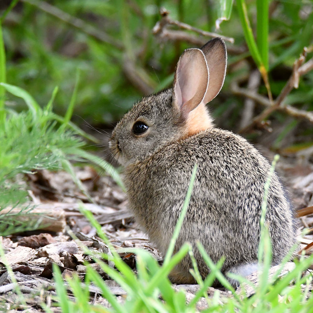 Rabbit.jpg