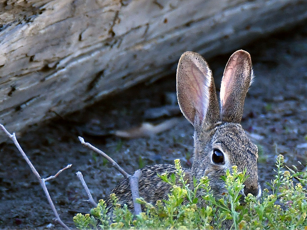 Rabbit.jpg