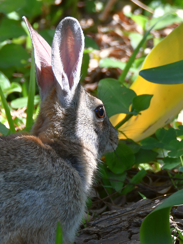 Rabbit.jpg