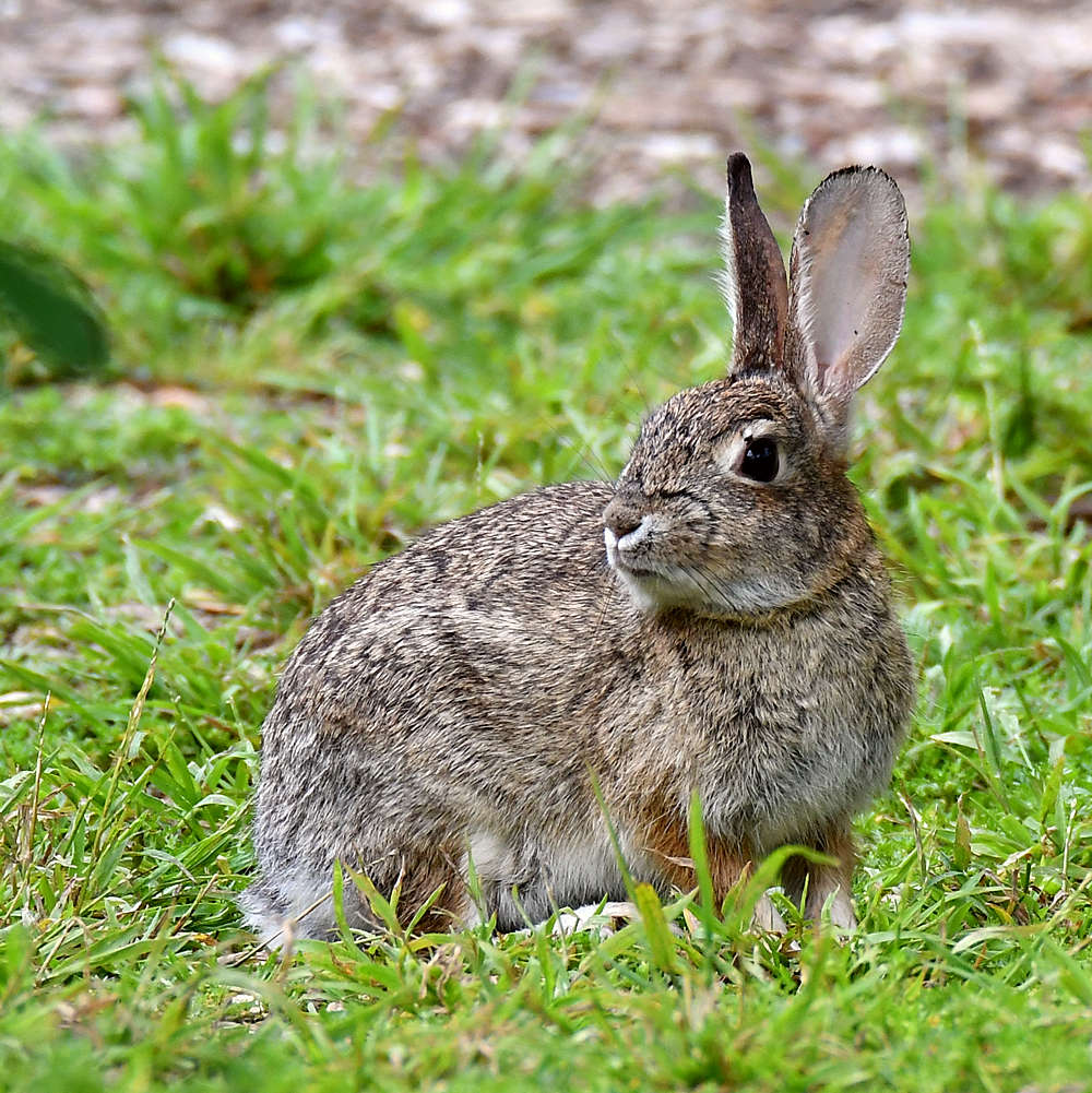 Rabbit.jpg