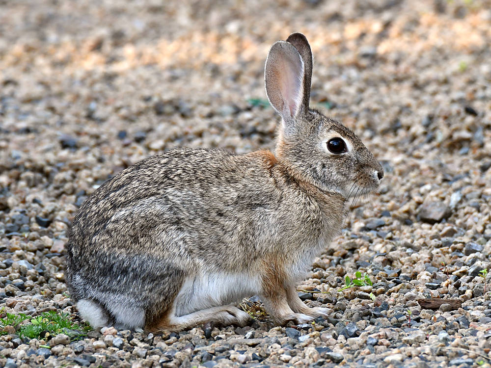 Rabbit.jpg