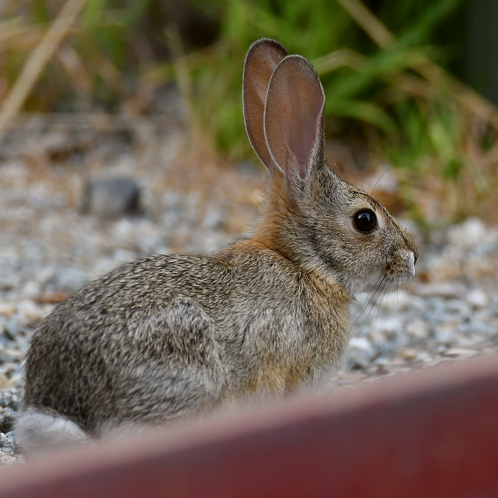 Rabbit.jpg