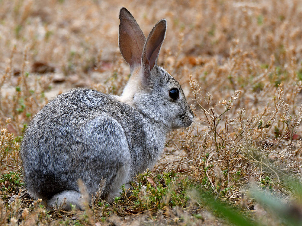 Rabbit.jpg