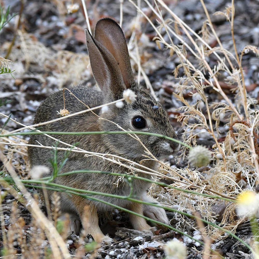Rabbit.jpg