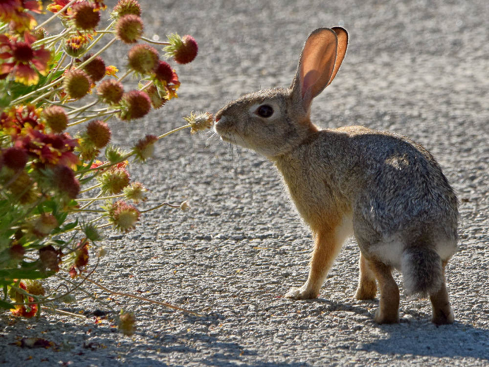 Rabbit.jpg