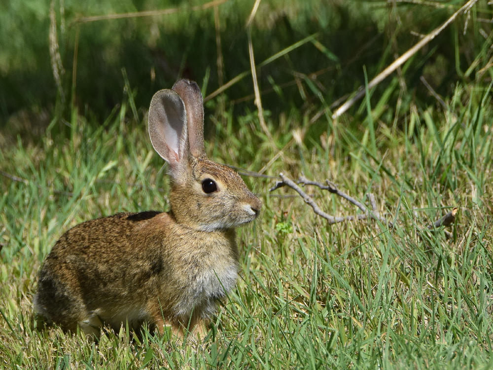 Rabbit.jpg