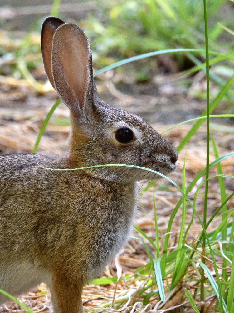 Rabbit.jpg