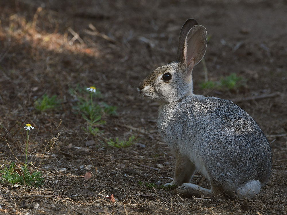 Rabbit.jpg