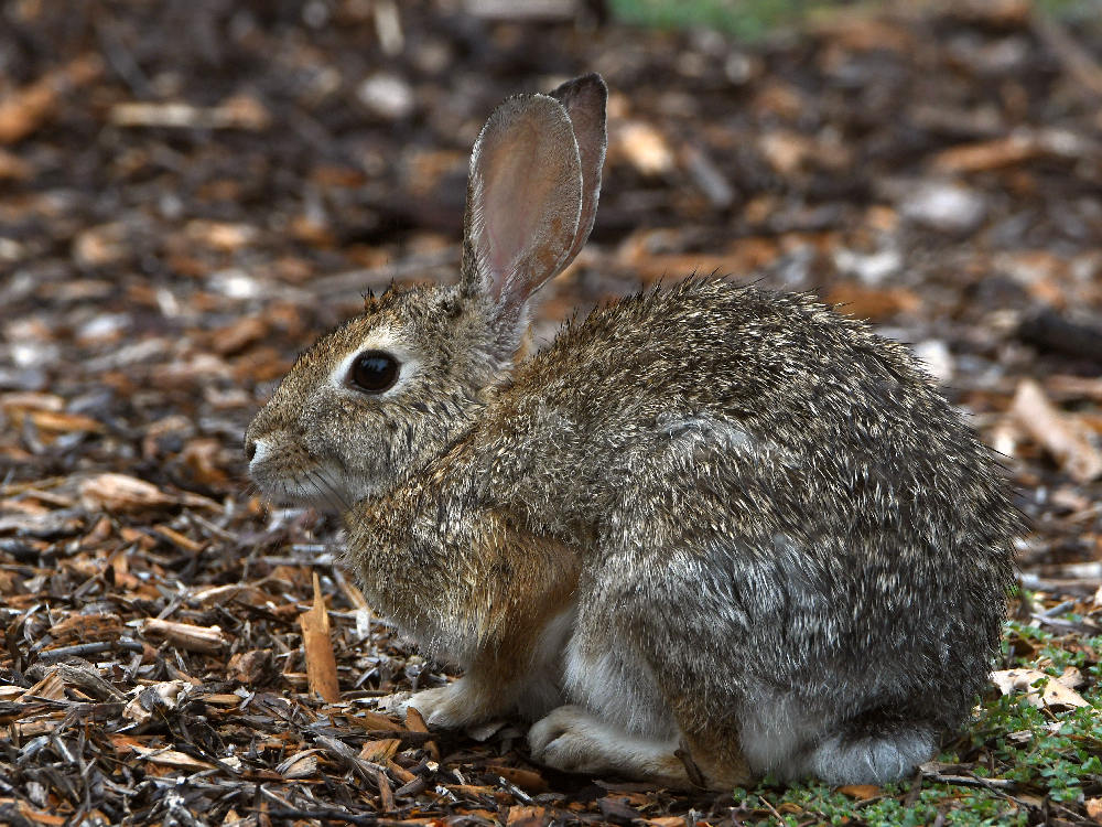 Rabbit.jpg