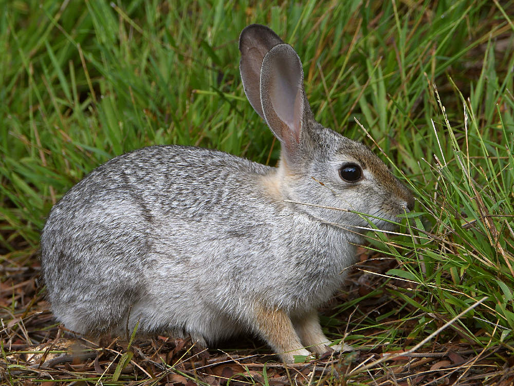 Rabbit.jpg