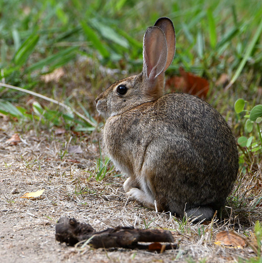 Rabbit.jpg