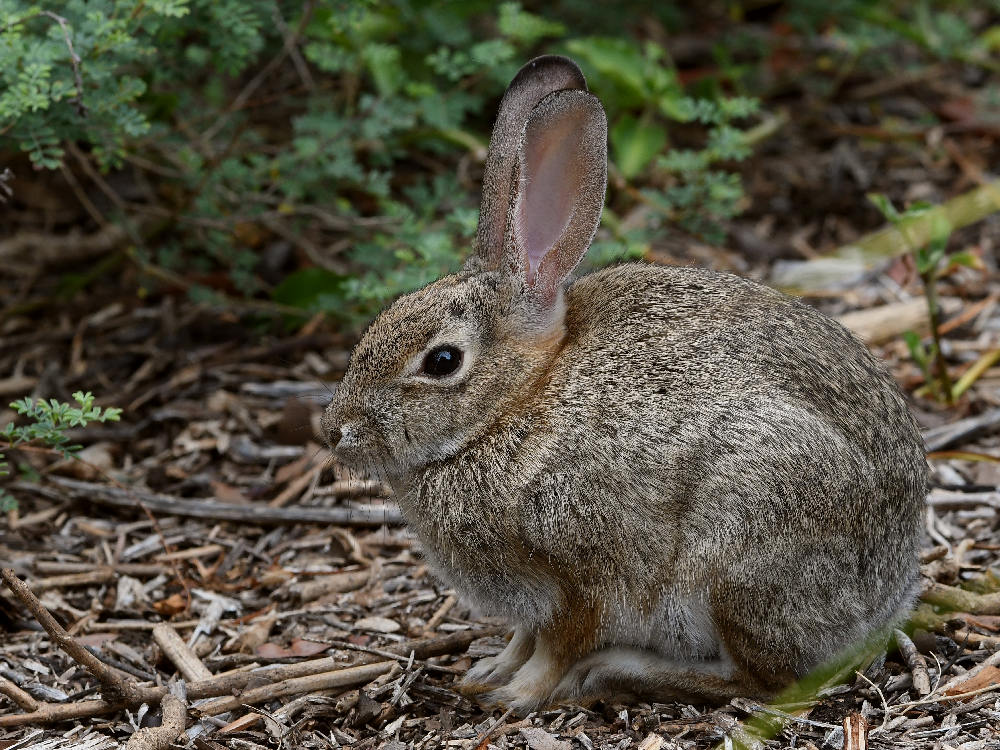 Rabbit.jpg