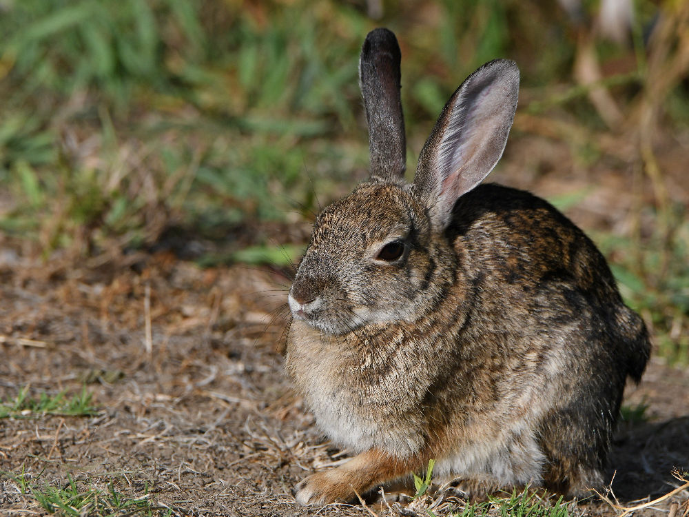 Rabbit.jpg