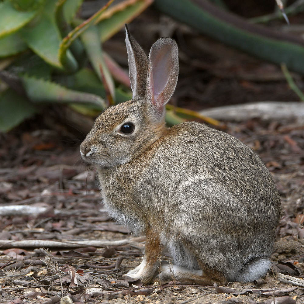 Rabbit.jpg