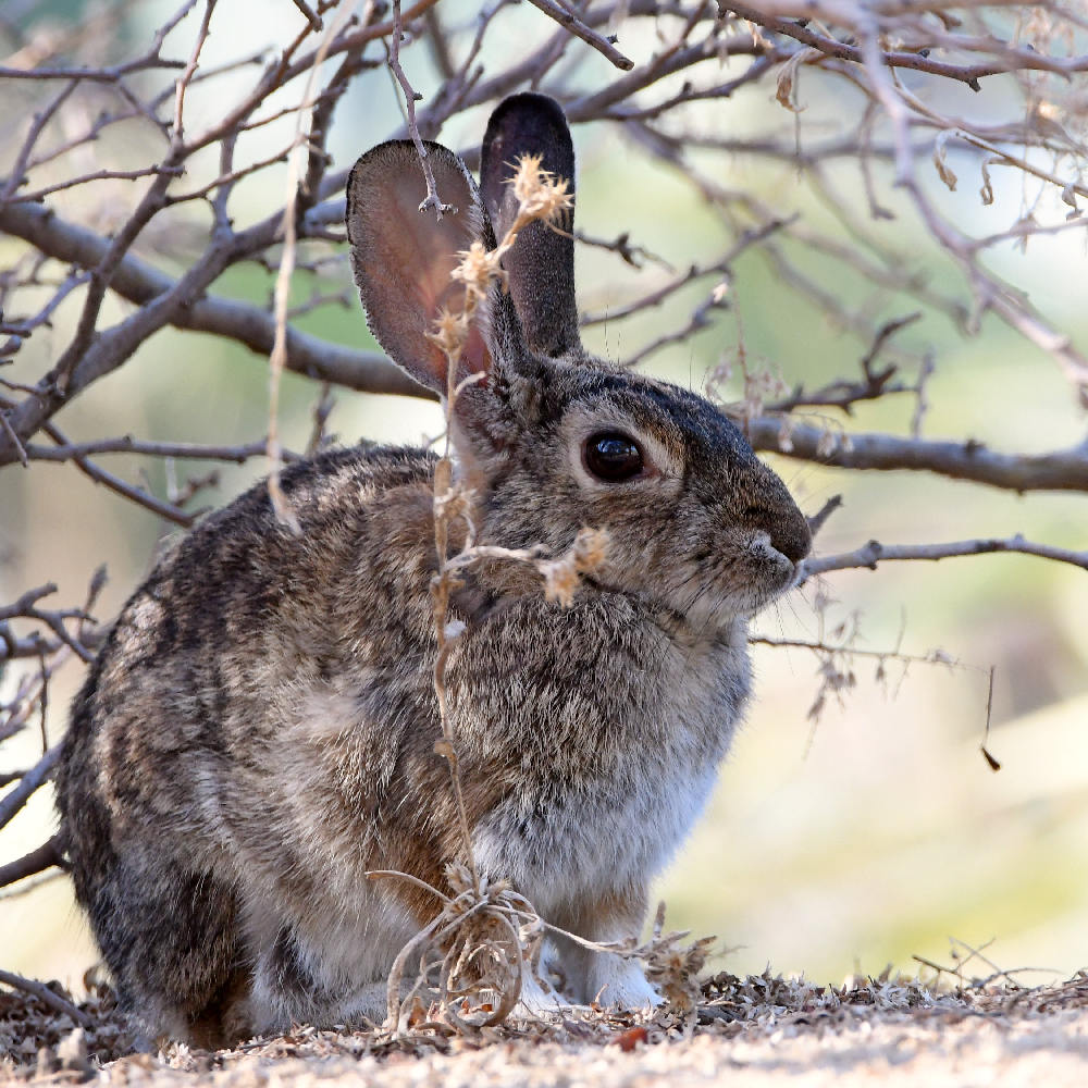 Rabbit.jpg