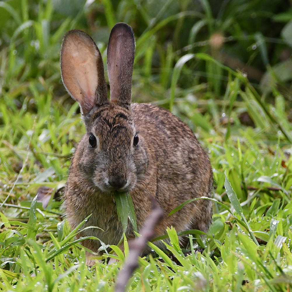 Rabbit.jpg