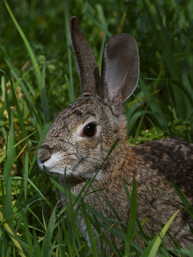 Rabbit.jpg