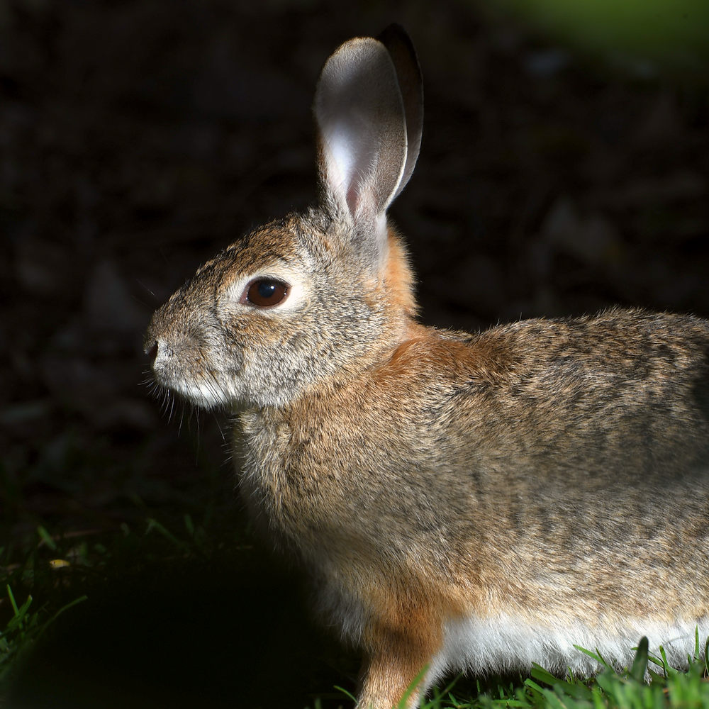 Rabbit.jpg