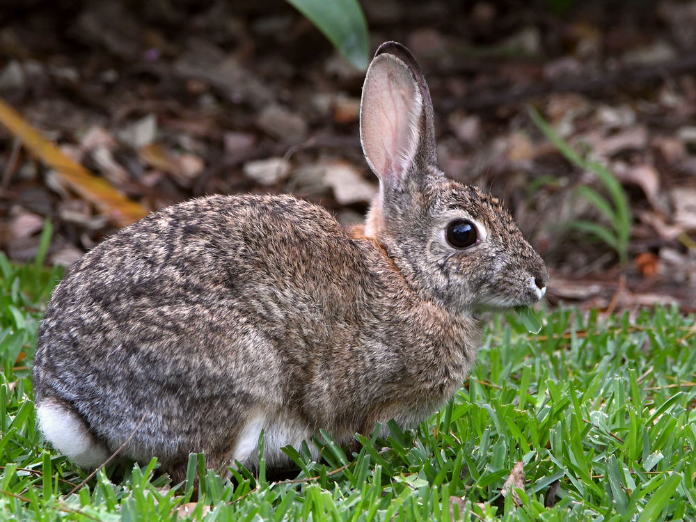 Rabbit.jpg