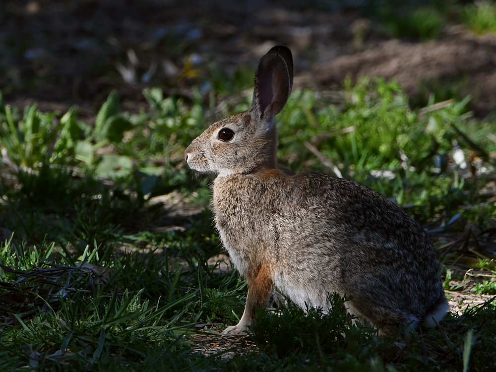 Rabbit.jpg