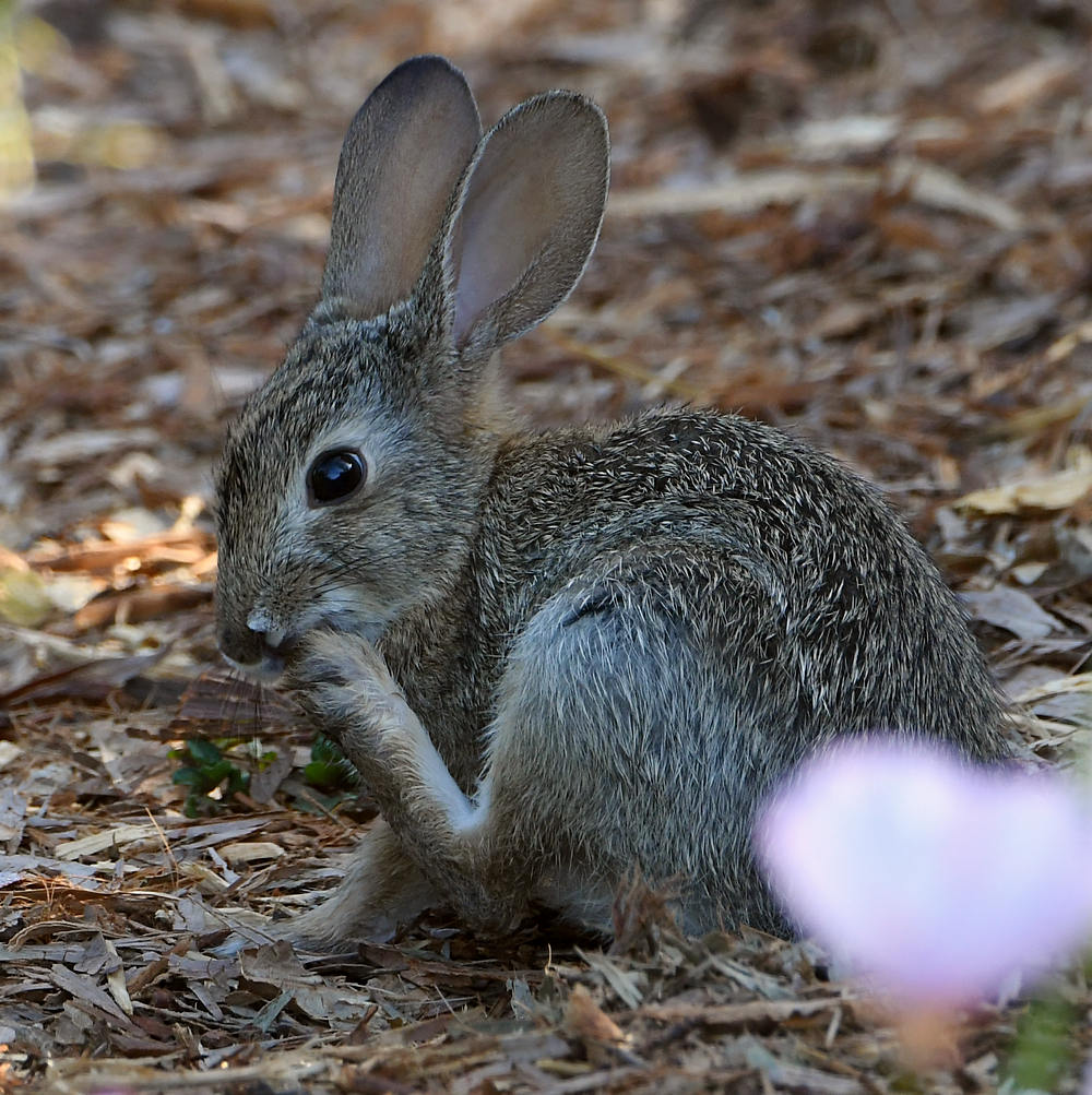Rabbit.jpg