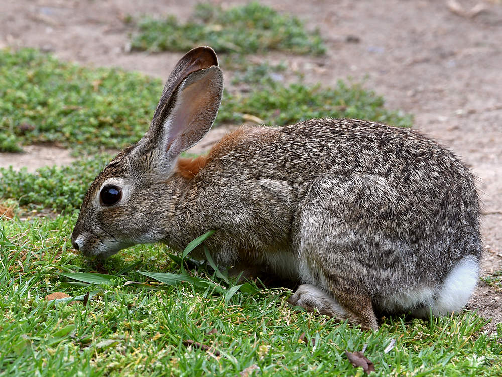Rabbit.jpg