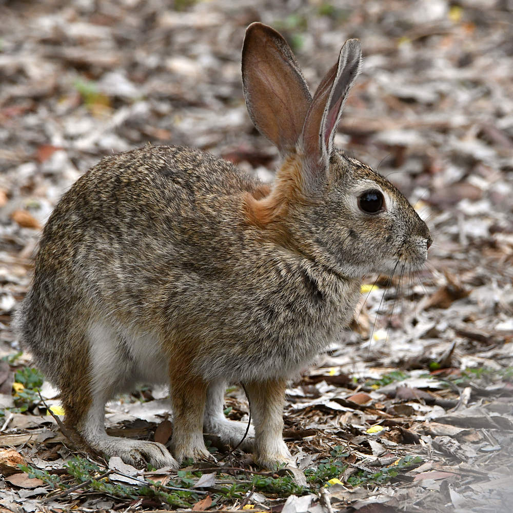 Rabbit.jpg