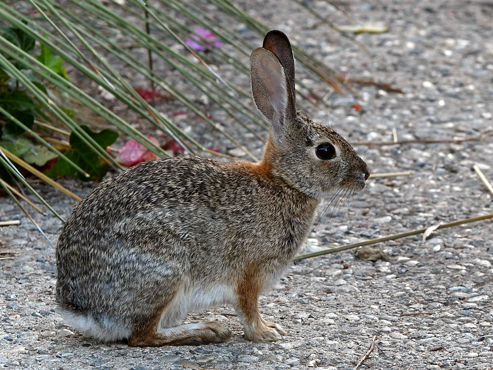 Rabbit.jpg