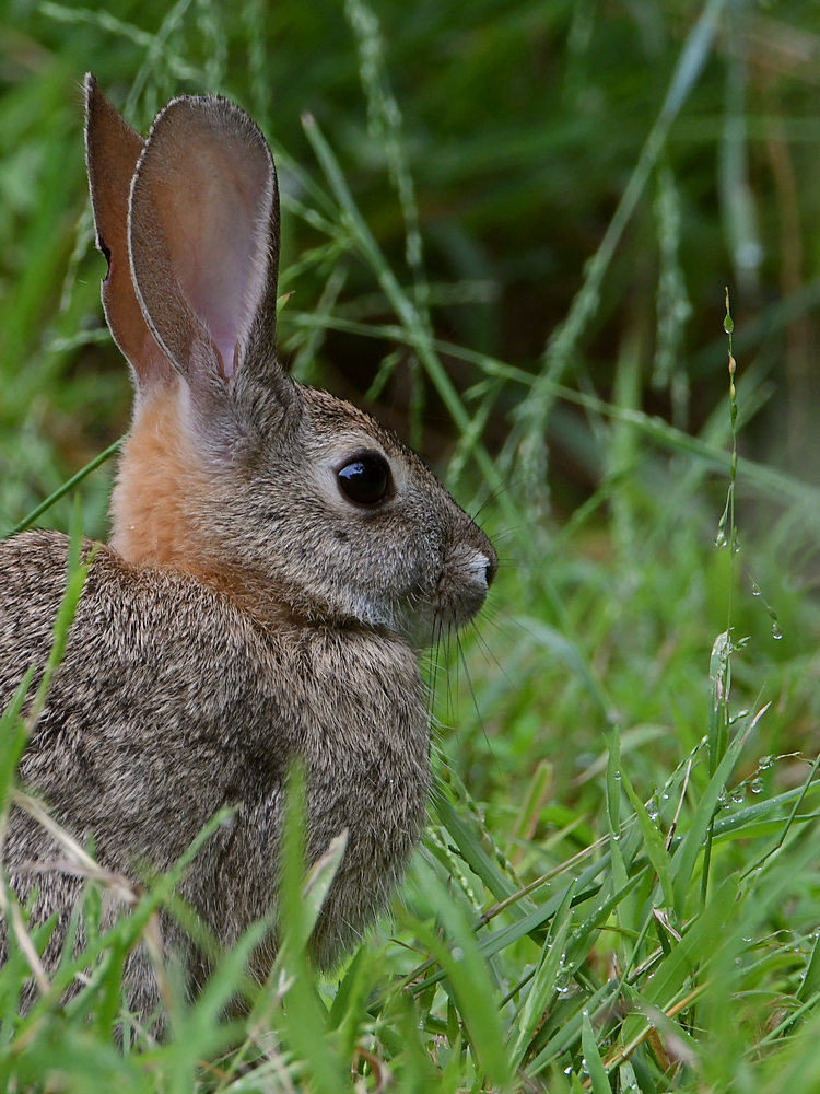 Rabbit.jpg
