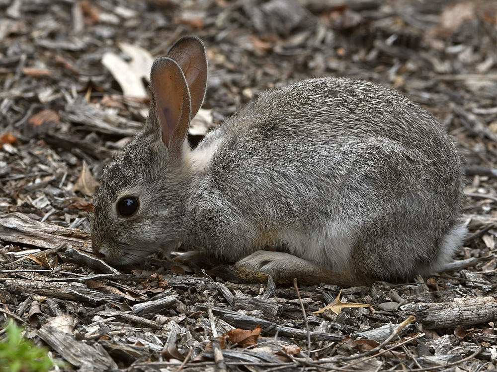 Rabbit.jpg