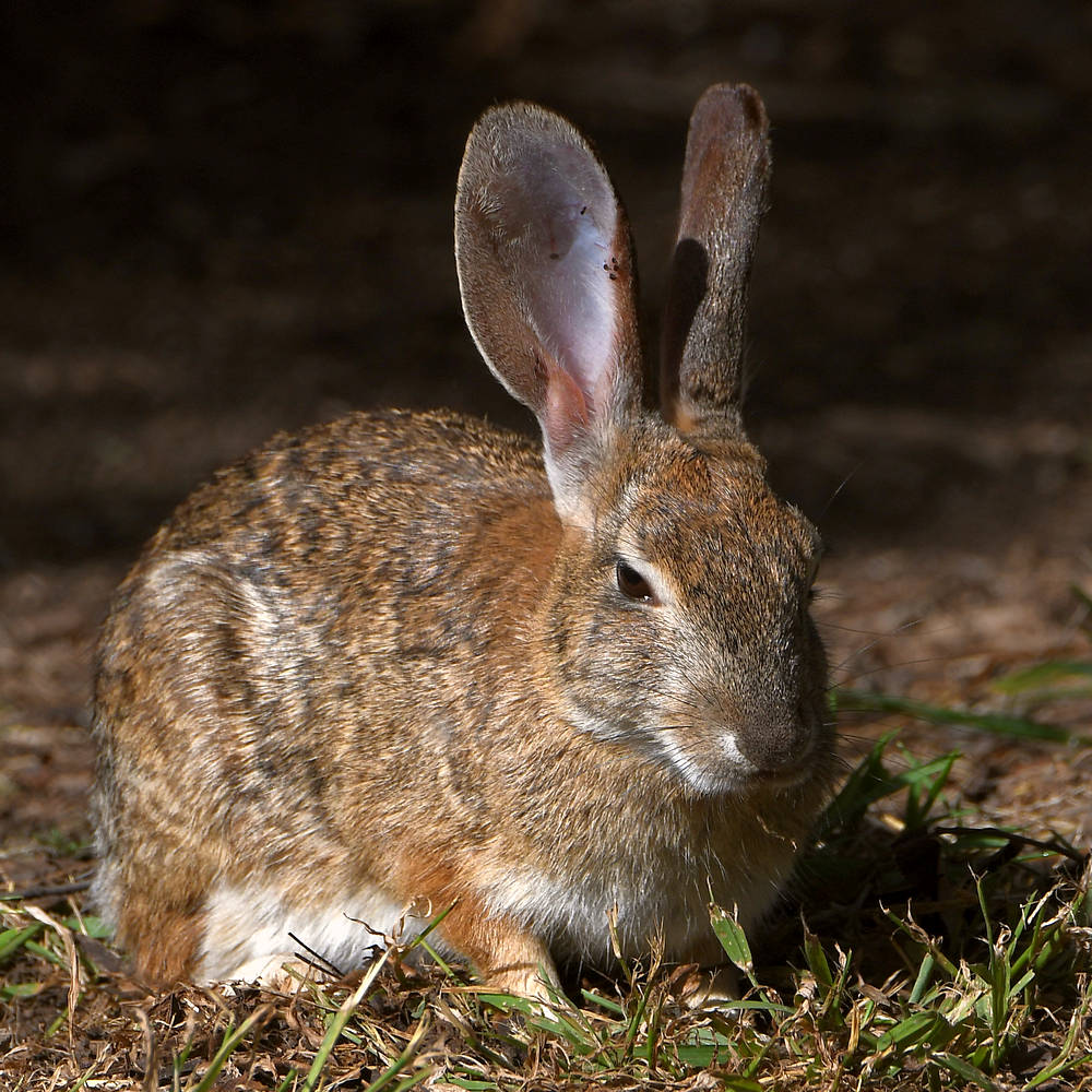 Rabbit.jpg