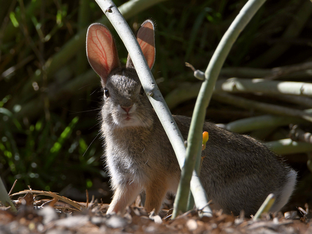 Rabbit.jpg