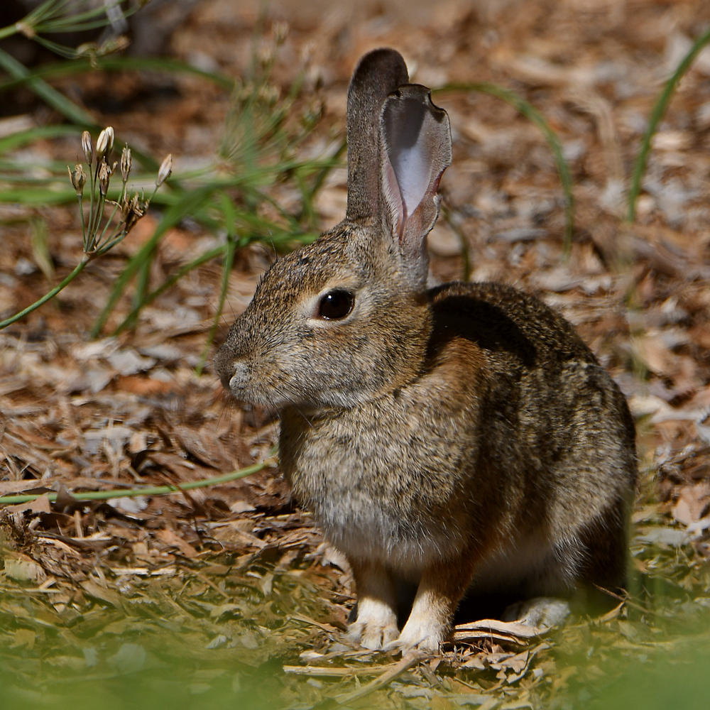 Rabbit.jpg