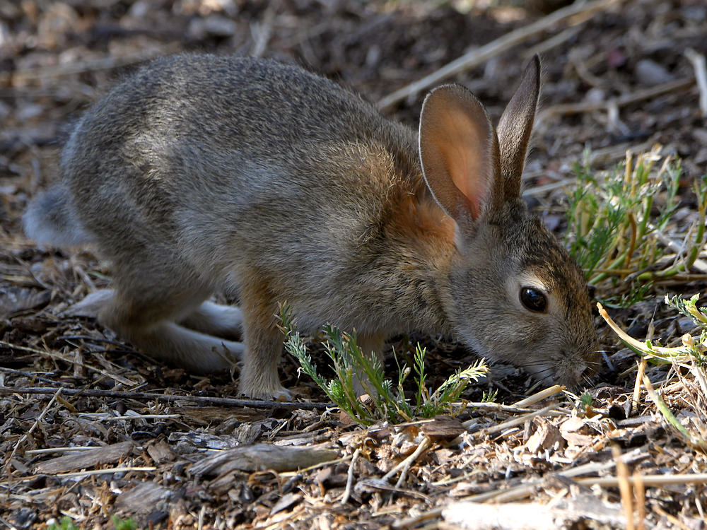 Rabbit.jpg