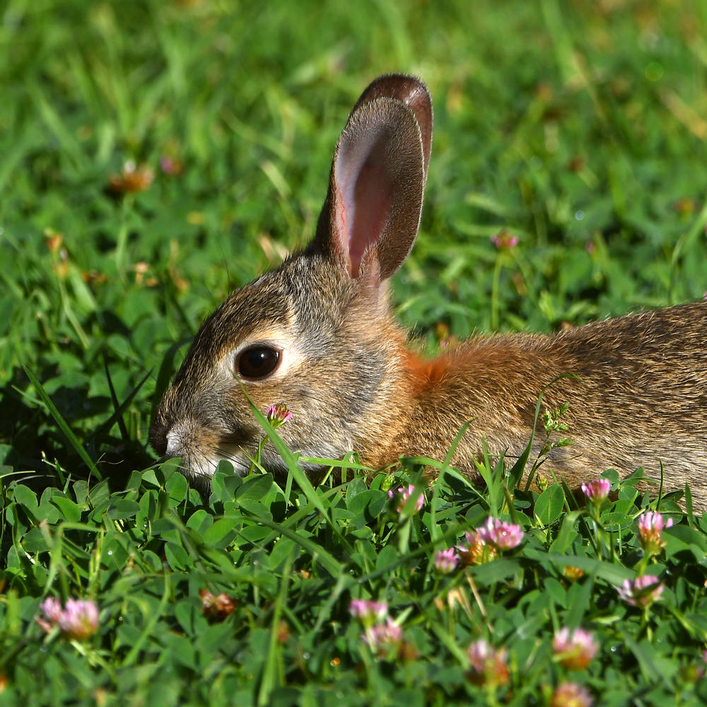 Rabbit.jpg