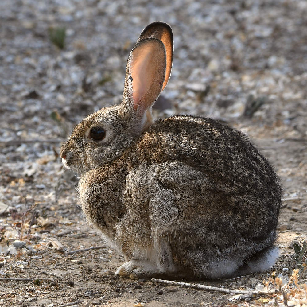 Rabbit.jpg