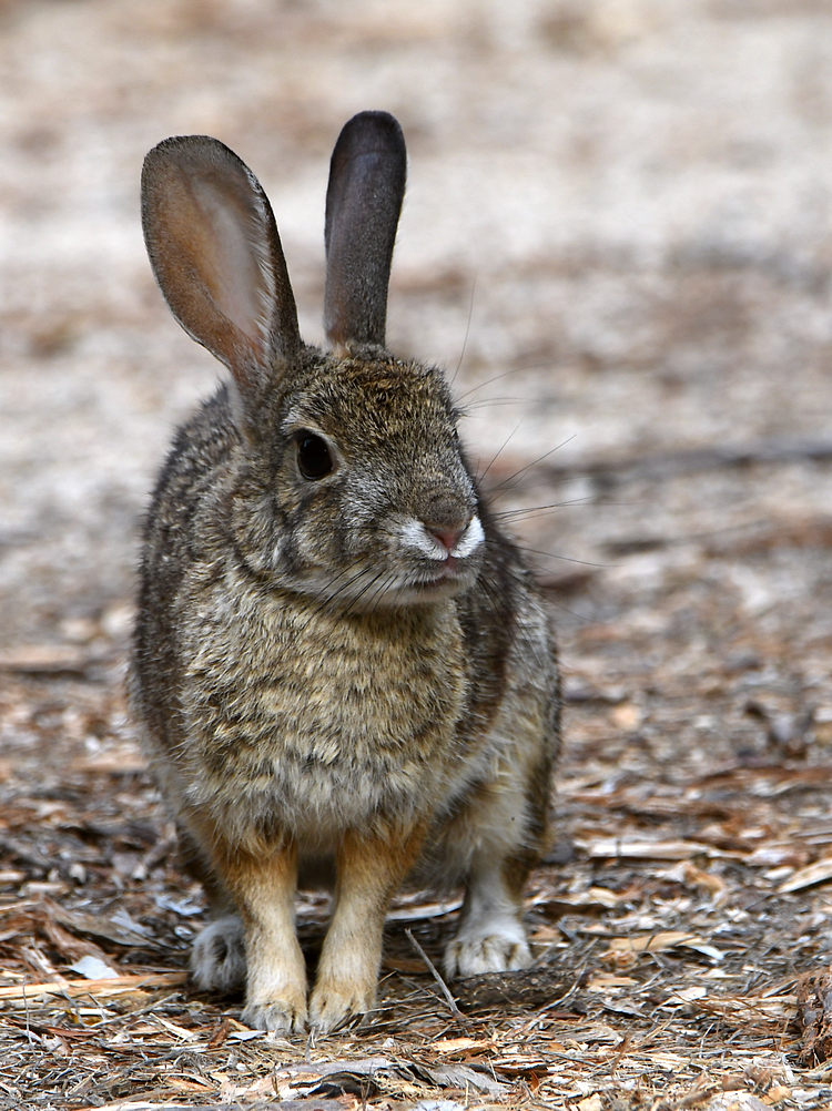 Rabbit.jpg