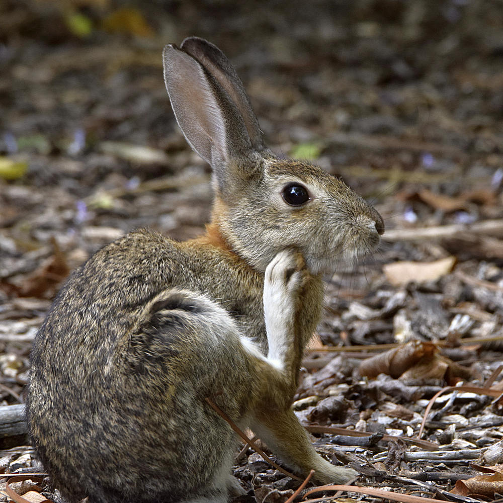 Rabbit.jpg