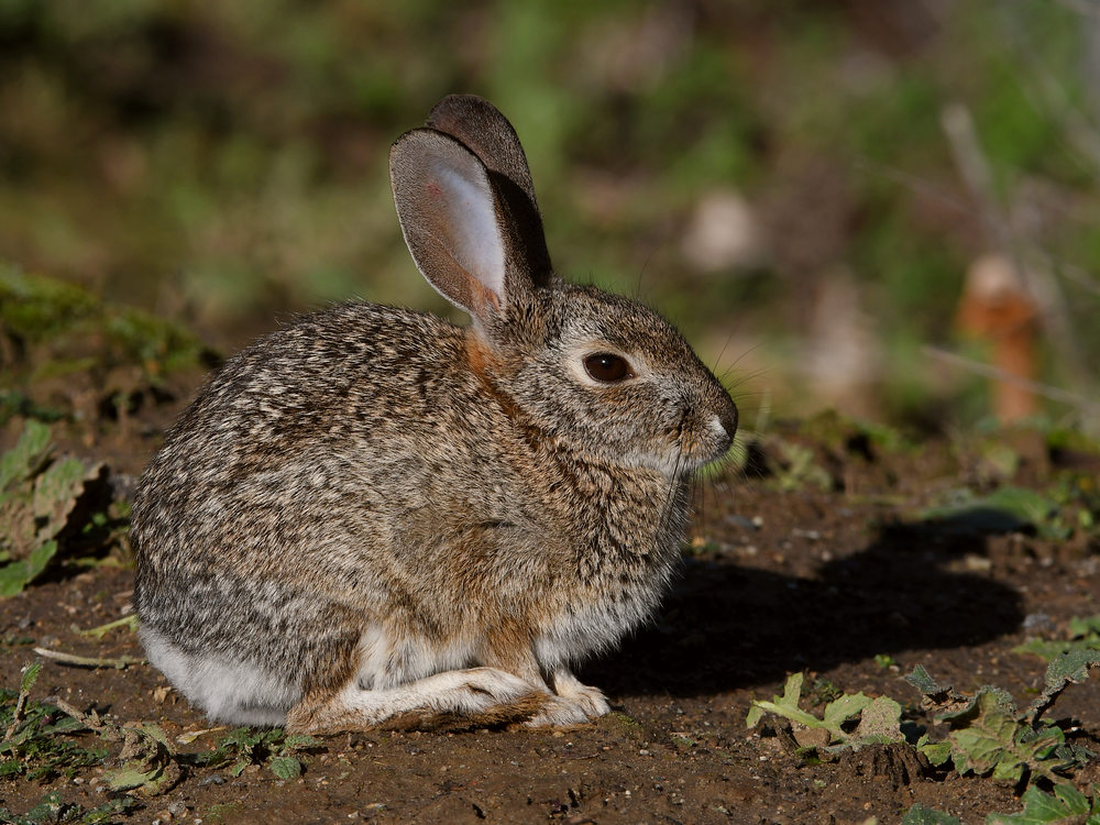 Rabbit.jpg
