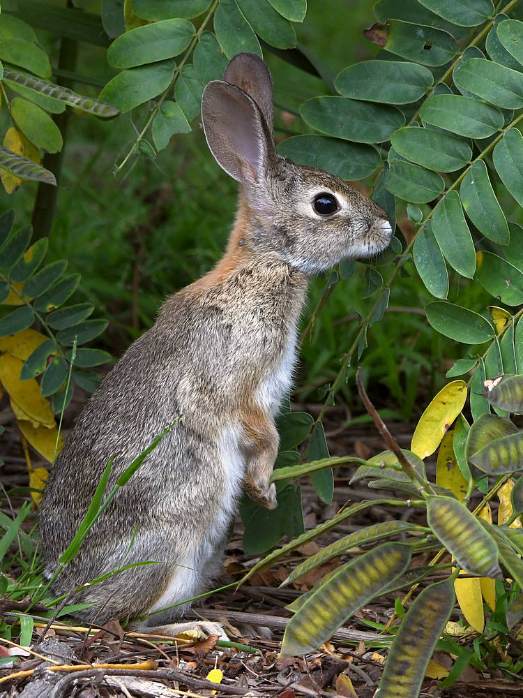 Rabbit.jpg