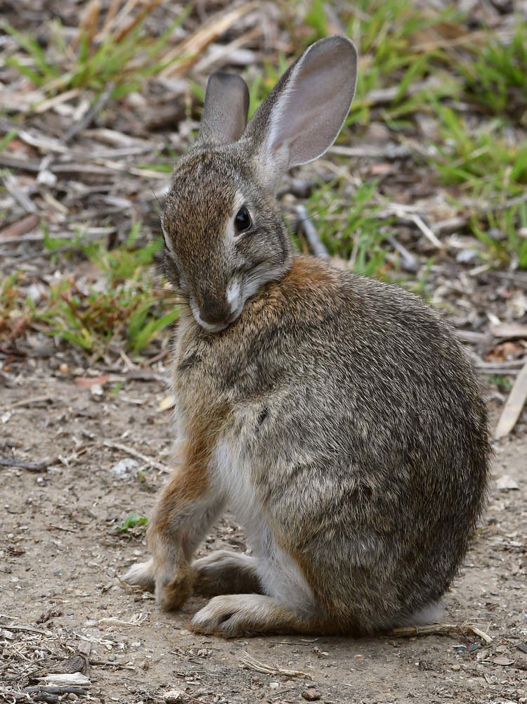 Rabbit.jpg