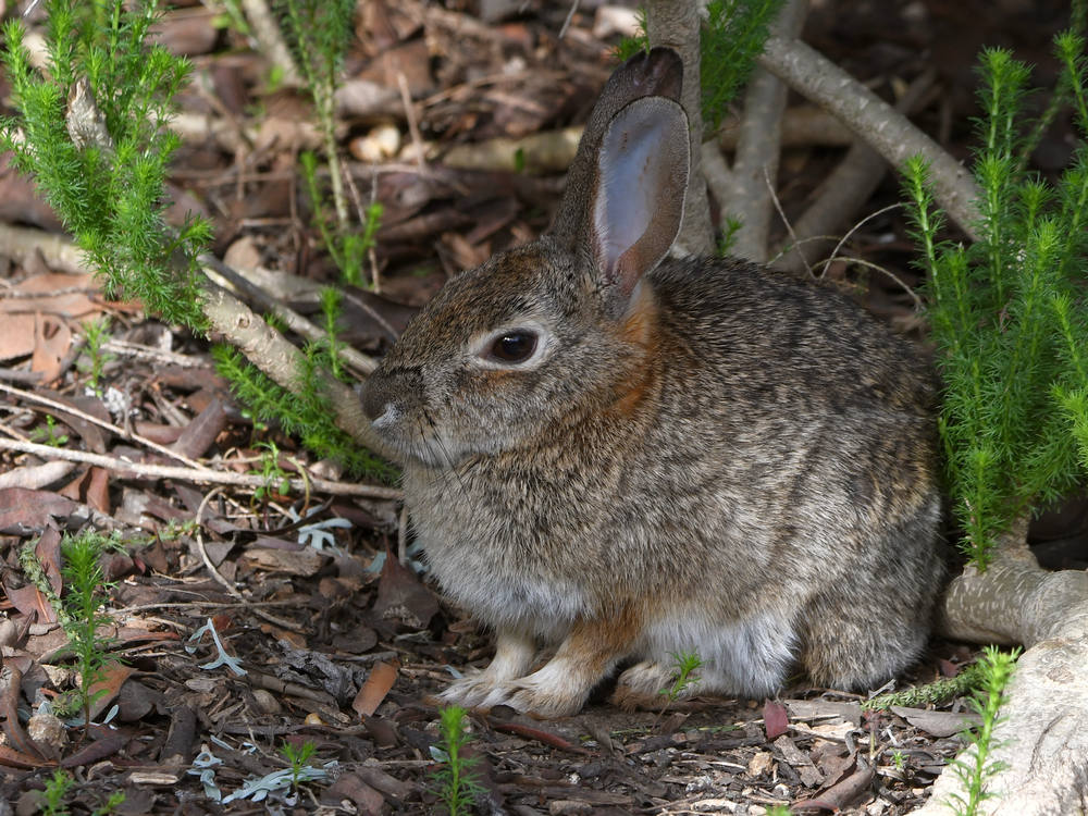 Rabbit.jpg
