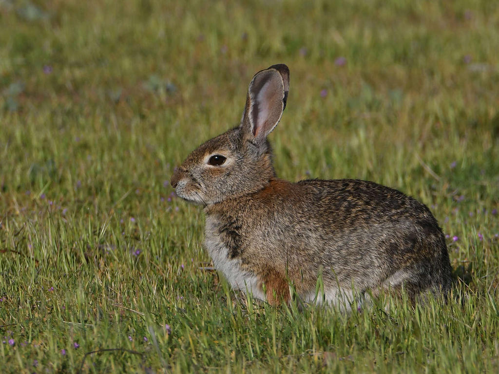 Rabbit.jpg